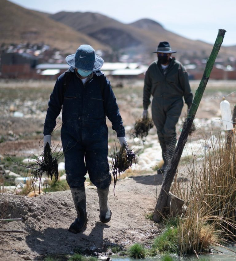 Planting_Totoras_3-2