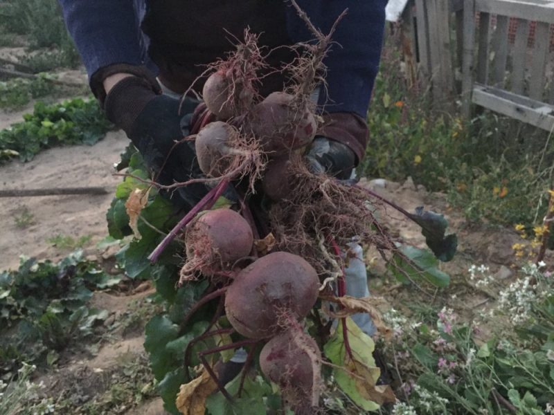 WhatsApp Image 2025-09-12 at 1.11.00 AM